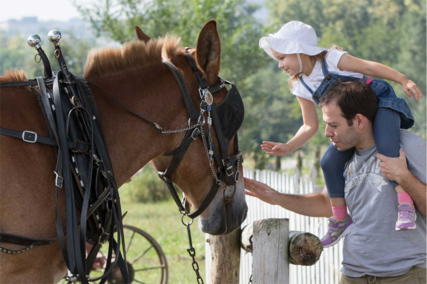 A mule at the 1900 farm. Image courtesy of Living History Farms.