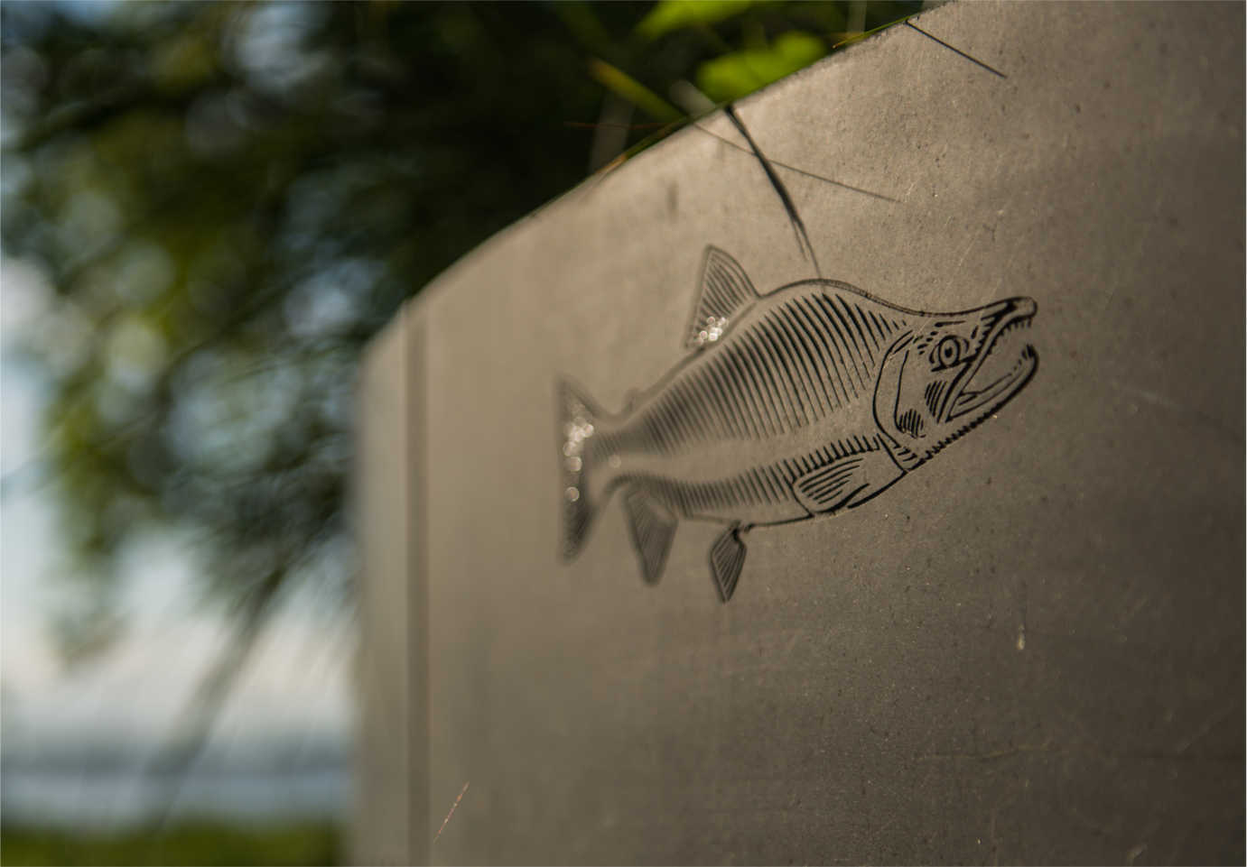 At the Confluence Story Circles at Sacajawea State Park in Pasco, Washington, one of Maya Lin's installations, a Columbia River salmon is etched into the basalt. Photo by Corky Miller.