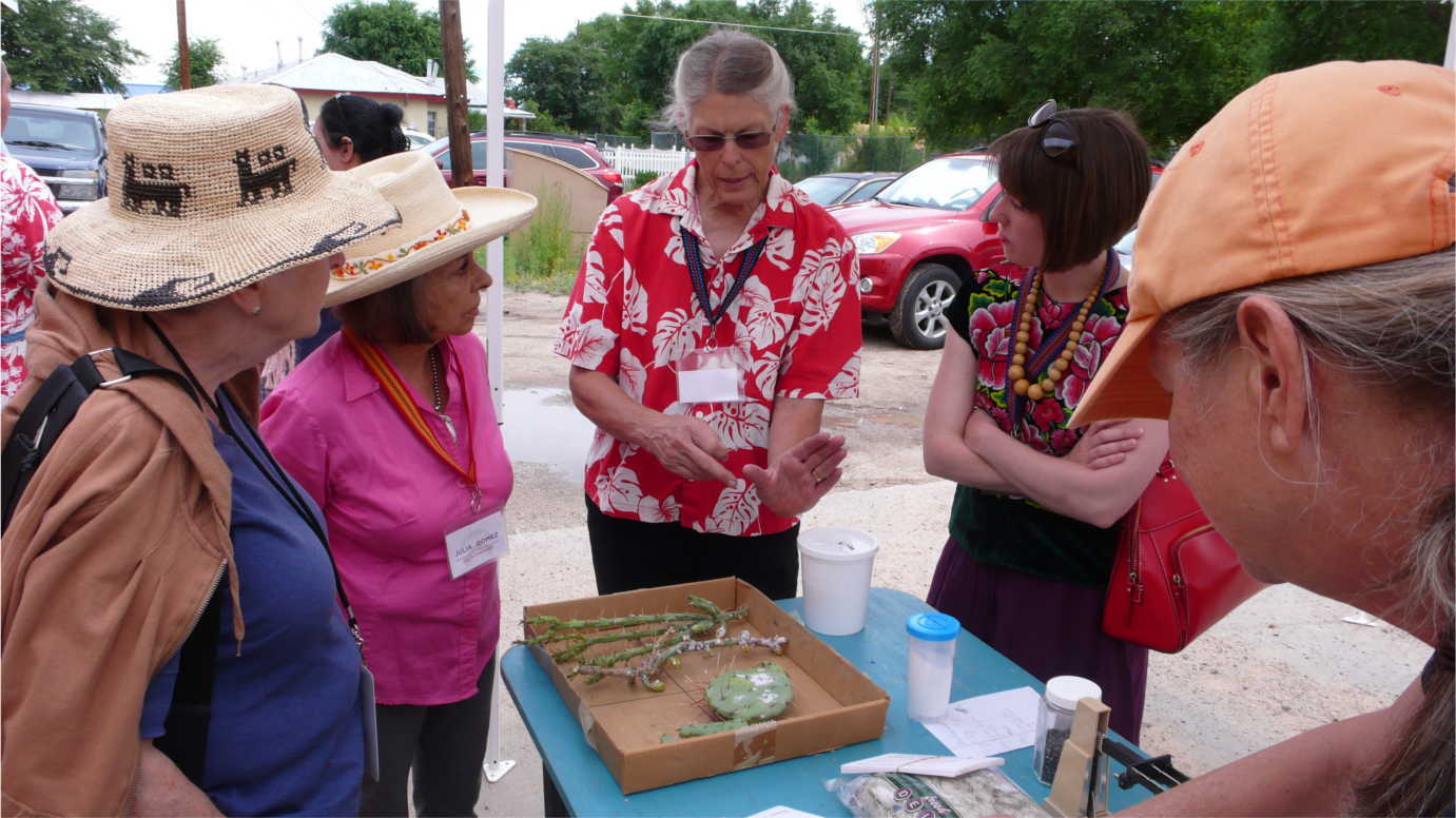 As part of the public programming for *The Red That Colored the World*, dyers inspect cochineal bugs on a cactus. Image courtesy of the Museum of International Folk Art.