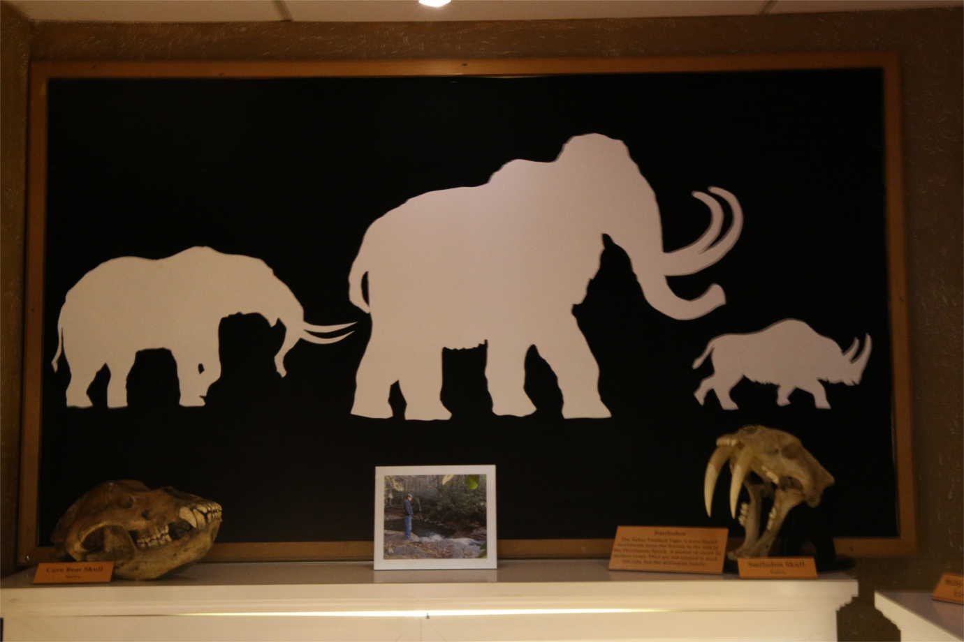 A display in the Ice Age Mammal Fossil Room. Photo courtesy of Davis & Elkins College, Stirrup Gallery, Reckling Collection.