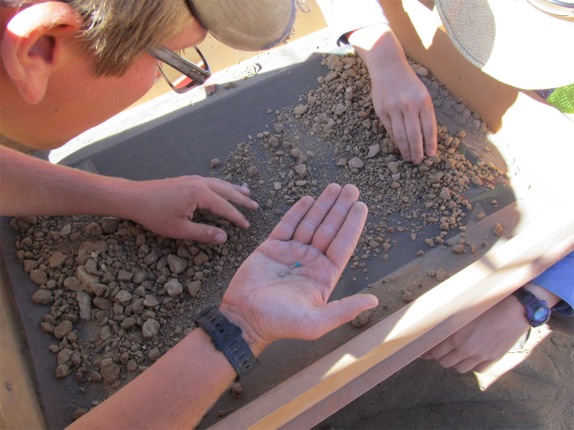 Students screening backfill from Room 28 through windowscreen because of small size of beads found; note turquoise and shell beads in his hand.  Photograph by W. H. Wills. Image courtesy of Patricia Crown.